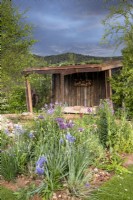 A wildlife garden using reclaimed materials and timber, a shelter with living roof and wooden bench - mixed perennial planting of Camassia leichtlinii, Allium 'Purple Rain' and Hesperis matronalis - Malvern Spring Festival Wilder Spaces garden for Wildlife Trusts