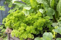 Petroselinum crispum - Curly Leaf Parsley growning in a raised bed container