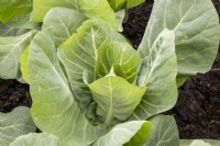 Brassica oleracea Capitata 'Dutchman' - spring cabbage