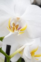 Phalaenopsis 'Folkestone' - white moth orchid