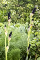 Iris germanica 'Draco' growing in a border with Foeniculum vulgare - Fennel