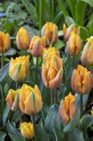 Tulipa 'Prinses Irene'