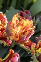 Tulipa 'Rasta Parrot' - Parrot Tulip Group