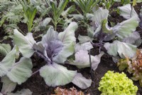 Brassica 'Red Jewel'  growing in a vegetable bed with Kale 'Nero de Toscano' and Lettuce