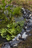 Round pond edged with knapped flint bordered by a carpet of sedum. Aquatic plants include Scirpus cernuus, Pontederia cordata - pickerel weed - and Pistia stratiotes - water lettuce. Summer.