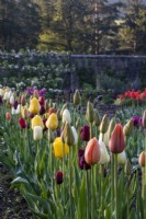 Rows of mixed tulips for cutting in the Kitchen Garden at Gravetye Manor.
