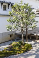 Two small trees growing from island of moss in small courtyard gravel garden within the temple complex. 