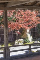 View into small courtyard garden of moss, rocks and shrubs within temple complex. Acer palmatum in Autumn colour. 