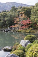 Planting of trees and shrubs at the edge of the lake of the Sogen Garden reflected in the water. Acers with autumn colour. View to woodland and view to the Kameyama hills.  
