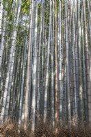 Large stand of Phyllostachys edulis, the moso bamboo, or tortoise-shell bamboo.