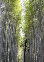 Avenue of Phyllostachys edulis, the moso bamboo, or tortoise-shell bamboo.