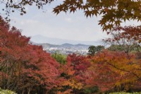 Autumnal colours in mostly acer trees. View out of garden over Arishiyama to distant mountains. 