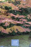 Sign indicating route around the garden with acer in autumn colour behind. 