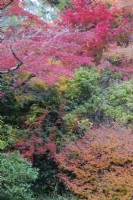 Autumnal colours in mostly acer trees 