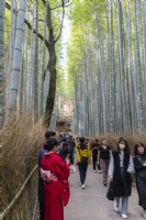 Large group of visitors walking in the avenue of Phyllostachys edulis, the moso bamboo, or tortoise-shell bamboo.