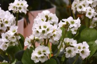 White flowers of Bergenia hybride Schneekristall, Snow Crystal. 