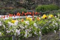 Stepover apple trees with tulips behind in the Kitchen Garden at Gravetye Manor.