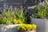 Metal container planted with Euphorbia cyparissias 'Fens Ruby' and repurposed concrete drainage pipe containers with mixed perennial planting Cammasia, Nepeta and Salvia