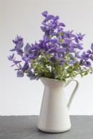 Salvia viridis 'Blue' in white jug on table inside against plain background