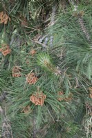 Pinus nigra ssp, nigra, June