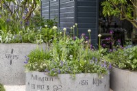 Repurposed concrete drainage pipes used as containers with mixed perennial planting including Allium nigrum, Nepeta and Erigeron karvinskianus 