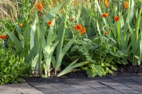 Geum 'Totally Tangerine' growing between Iris foliage in a border with oak sett paving 