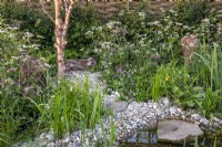 Wildflower garden with wildflower planting of Silene dioica - Red Campion and Anthriscus sylvestris and Betula nigra - River Birch tree 