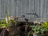Hosta sieboldiana 'Elegans' in flower grown in an old galvanised metal bucket container - Foxgloves and Roses for sale in wooden boxes - old vintage rusty bicycle