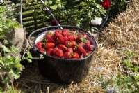 Freshly picked harvested Strawberries in an old metal cooking pot from an allotment