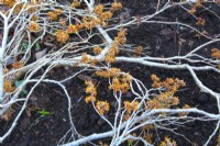 Hamamelis vernalis 'New Year's Gold', creeping branches  with fragrant orange flowers, January