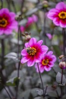 Dahlia 'Wishes n Dreams' with bee