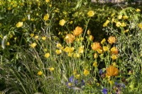 Ranunculus acris - meadow buttercup and Trollius chinensis 'Golden Queen' - Globe flower