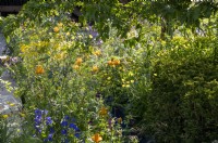 Mixed perennial planting of Geranium phaeum 'Raven', Trollius chinensis 'Golden Queen' and Ranunculus acris - meadow buttercup 