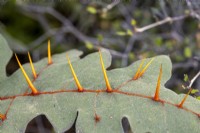 Solanum pyracanthum spikes on leaf - Porcupine tomato