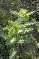 Acanthus sennii - Ethiopian acanthus