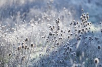 Dipsacus fullonum, Common Teasel dry seedheads with hoarfrost in a winter garden.