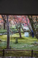 View from small building just inside garden entrance where a gardener is working on the moss groundcover. Autumn colour in acers.
