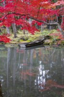 Branch of acer palmatum with autumn colour with background of the main pond of the garden and boat on pond.