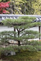 Pruned Japanese Pine tree growing in moss bed  near entrance to the garden.