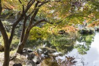 Acer palmatum with autumn tints reflected in the water of the Ingetsu-chi pond. 
