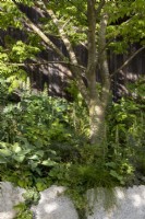 Raised beds with Ulmus minor 'Jacqueline Hillier' small leaved Elm tree - mixed perennial planting Carex remota, Hosta 'Krossa Regal', Acanthus mollis, Geranium, Epimedium perralchicum 'Frohnleiten' and ferns - reclaimed timber wooden fence