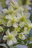 Helleborus x ericsmithii 'HGC Monte Cristo' flowering in Winter - January