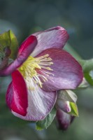 Helleborus x ericsmithii 'HGC Ice 'n Roses Dark Picotee' flowering in Winter - January