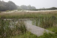 Flower meadows and natural pond on a misty morning with oak sleeper jetty and Leucanthemum vulgare Oxeye Daisy and reeds 