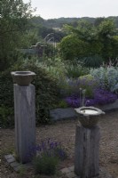 The Yard Garden - A drought tolerant Mediterranean Influenced garden. Antique Marble Mortar Bird Baths set on oak posts and Lavandula angustifolia  'Hidcote'  in gravel. Raised oak sleeper beds with feature ancient Tuscan Olive Tree filled with mixed Lavenders,including Lavandula angustifolia 'Hidcote', 
Artemisia ludoviciana  ' Valerie Finnis',  Ballota Pseudodictamnus,   Thymus 'Red Start'  and 'Purple Creeping',  Lychnis coronaria 'Cerise Pink' , Cistus foliage and Santolina virens ' Lemon Queen'. A wrought iron gate beyond.

