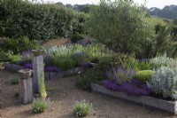 The Yard Garden - A drought tolerant Mediterranean Influenced garden. Raised oak sleeper beds with feature ancient Tuscan Olive Tree. Main Raised Beds filled with mixed Lavenders, including Lavandula angustifolia 'Hidcote', 
Artemisia ludoviciana  ' Valerie Finnis',  Ballota Pseudodictamnus,  Dianthus Carthusianorum, Thymus 'Red Start'  and 'Purple Creeping',  Lychnis coronaria 'Cerise Pink' and Santolina virens     ' Lemon Queen'. Antique Marble Mortar Bird Baths set on oak posts and Lavandula angustifolia  'Hidcote', and 'Rosea' in gravel.
