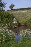 Natural wild  pond with duck house surrounded with Cow Parsley and fields.