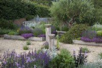 The Yard Garden - A drought tolerant Mediterranean Influenced garden. Raised oak sleeper beds with feature ancient Tuscan Olive Tree. Main Raised Beds filled with mixed Lavenders, including Lavandula angustifolia 'Hidcote', Artemisia ludoviciana  ' Valerie Finnis', Antique Marble Mortar Bird Baths set on oak posts and Lavandula angustifolia  'Hidcote', and 'Rosea' in gravel. Backed by a corrugated iron fence.Foreground Plants -Tulbaghia Violacea, Salvia nemorosa 'Caradonna', Helichrysum italicum -Curry Plant.

