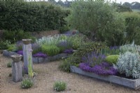 The Yard Garden - A drought tolerant Mediterranean Influenced garden. Raised oak sleeper beds with feature ancient Tuscan Olive Tree. Main Raised Beds filled with mixed Lavenders, including Lavandula angustifolia 'Hidcote', 
Artemisia ludoviciana  ' Valerie Finnis',  Ballota Pseudodictamnus,  Dianthus Carthusianorum, Thymus 'Red Start'  and 'Purple Creeping',  Lychnis coronaria 'Cerise Pink' and Santolina virens     ' Lemon Queen'. Antique Marble Mortar Bird Baths set on oak post and Lavandula angustifolia  'Hidcote', and 'Rosea' in gravel.
