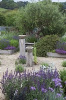 The Yard Garden - A drought tolerant Mediterranean Influenced garden. Raised oak sleeper beds with feature ancient Tuscan Olive Tree. Main Raised Beds filled with mixed Lavenders, including Lavandula angustifolia 'Hidcote', Artemisia ludoviciana  ' Valerie Finnis', Antique Marble Mortar Bird Baths set on oak posts and Lavandula angustifolia  'Hidcote', and 'Rosea' in gravel. Backed by a corrugated iron fence.
Foreground Plants -Tulbaghia Violacea, Salvia nemorosa 'Caradonna', Helichrysum italicum -Curry Plant.

